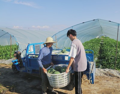 商城縣 果蔬飄香產業旺，繪就鄉村振興新畫卷