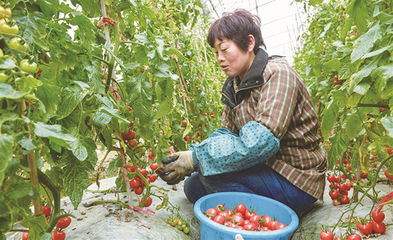 科技種菜 瓜果滿架 智能化種植與便捷采摘服務(wù)引領(lǐng)現(xiàn)代田園新體驗(yàn)
