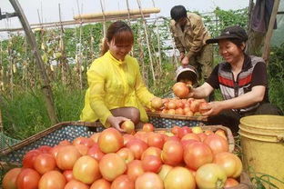 應(yīng)城采摘迎端午 綠色蔬菜香滿園，瓜果種植服務(wù)興