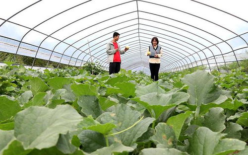 甜蜜之旅 西峰區(qū)甜瓜種植基地的采摘體驗(yàn)與田園服務(wù)