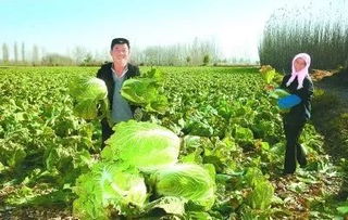 豐收季，周末帶孩子來這里 DIY手指蔬菜采摘與田園種植體驗(yàn)