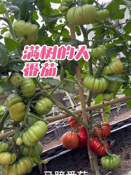 “吳小喵樓頂種菜”走紅頭條 當(dāng)屋頂變成都市人的“蔬果豐收?qǐng)@”