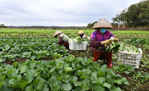 采摘蔬菜、擴(kuò)大供應(yīng)量——“蔬菜瓜果種植基地”如何助力秋季購(gòu)銷高峰期