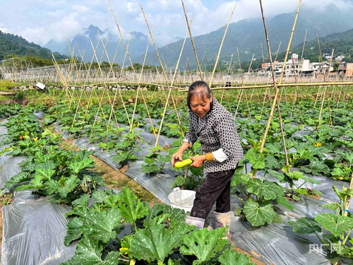 鄉(xiāng)村振興看貴州丨錯(cuò)峰種菜巧布局 特色產(chǎn)業(yè)賦能增收 蔬菜瓜果種植及采摘服務(wù)