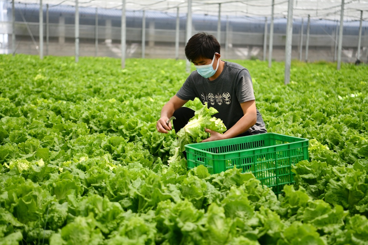 蔬菜基地的綠色魅力 種植與采摘服務(wù)全解析