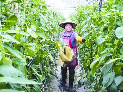 漳浦盤龍蔬菜基地日均采摘1萬公斤辣椒甜椒 蔬菜瓜果種植及采摘服務(wù)日益紅火